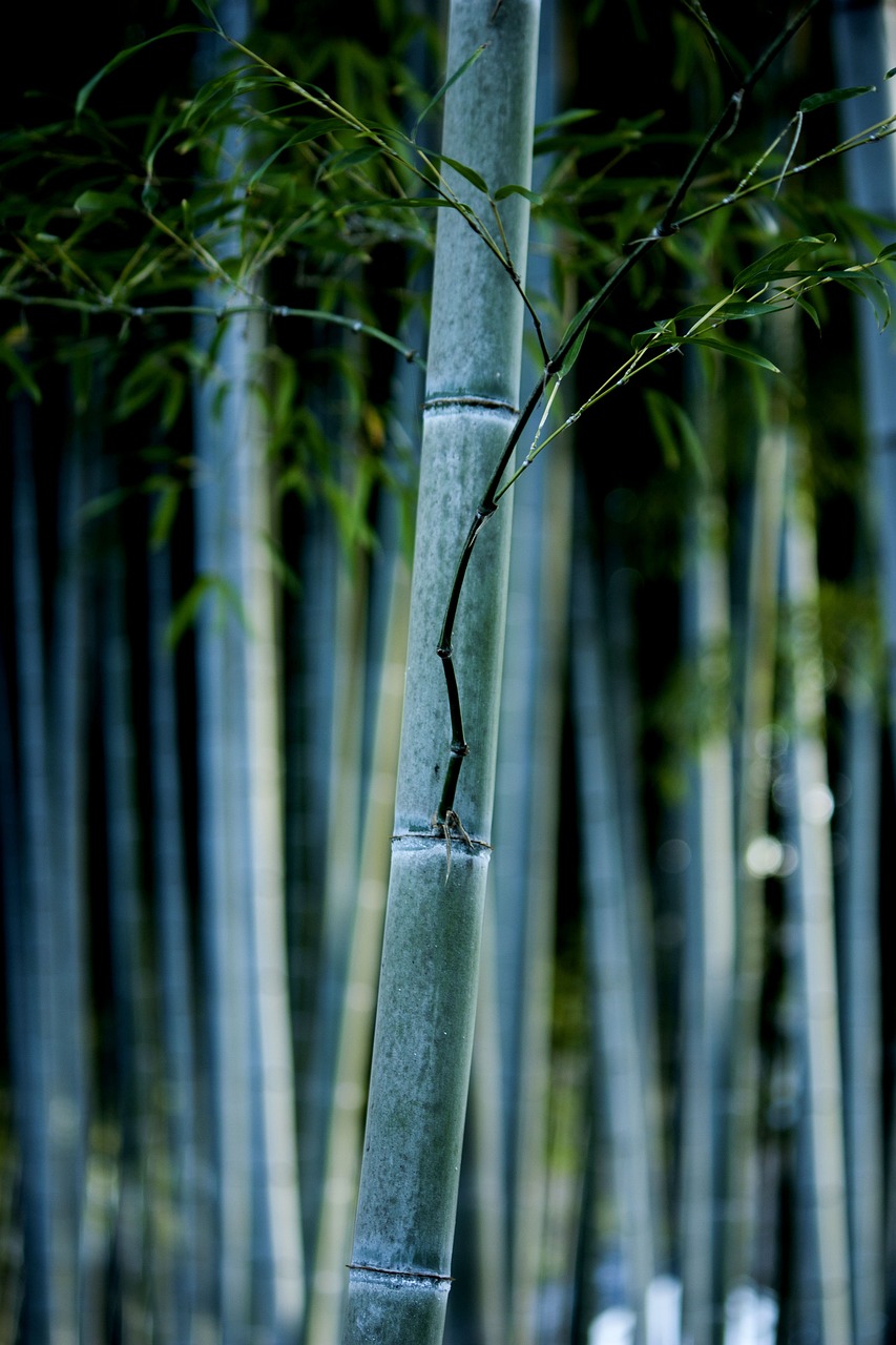 bamboo, nature, forest-2497179.jpg