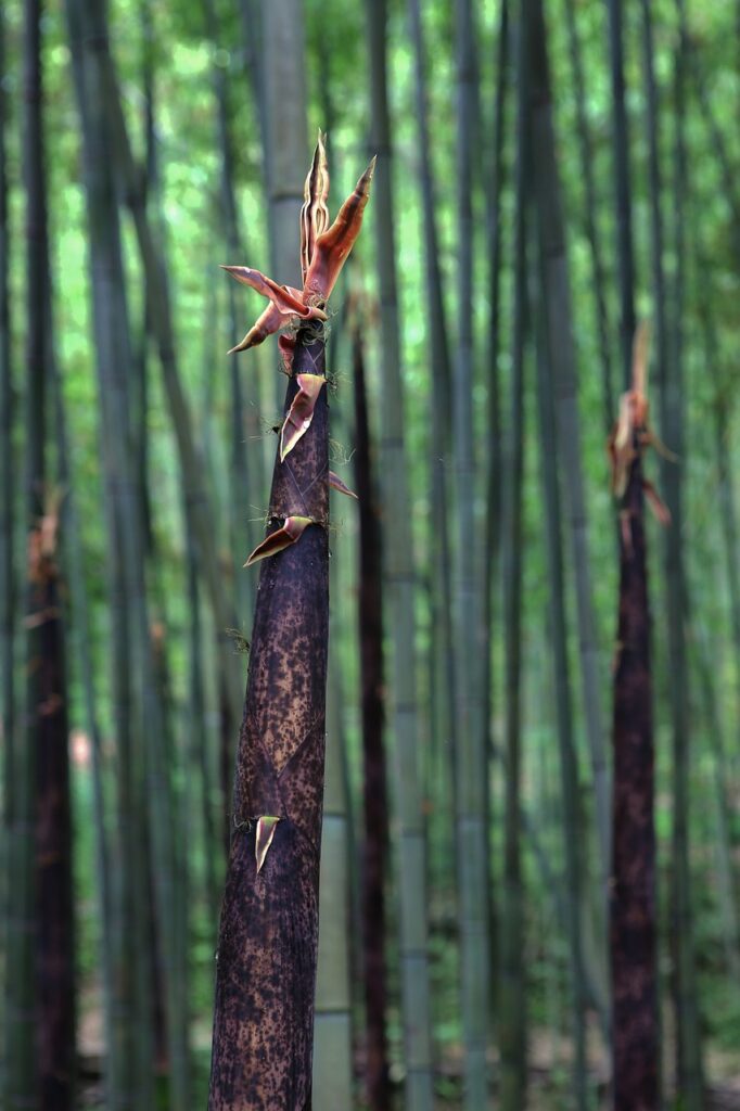 bamboo shoots, bamboo, plant-6403967.jpg